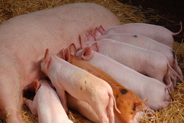 Élevage de porcelets Élevage de porc