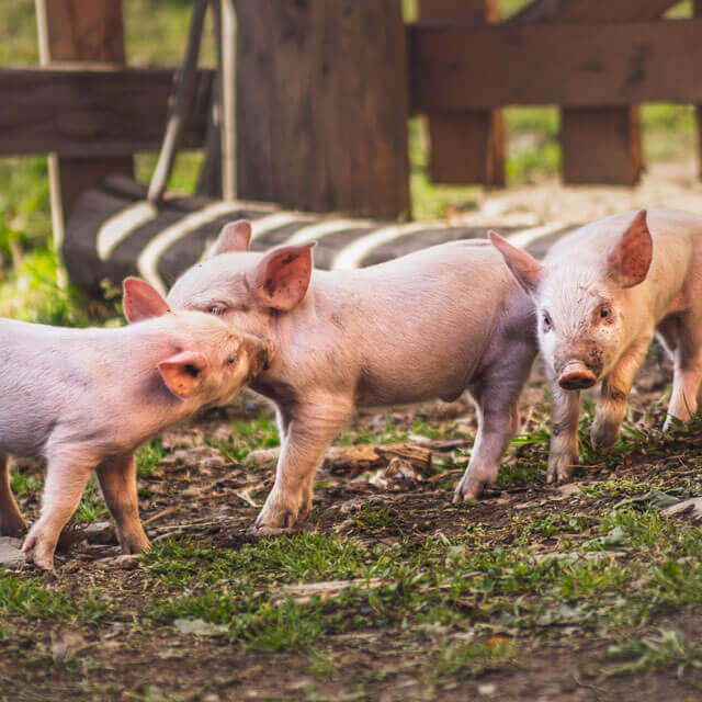 Transfert de porcelets, Maison Derrien, Bretagne Transfert de porcelets, Maison Derrien, Bretagne