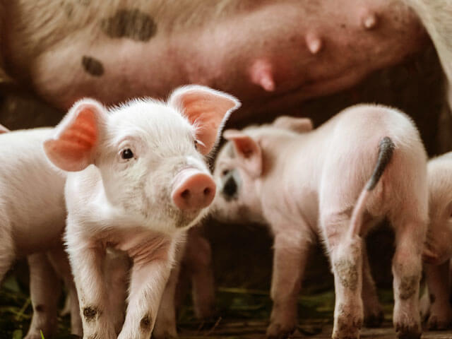 Porcelets, Bretagne Porcelet