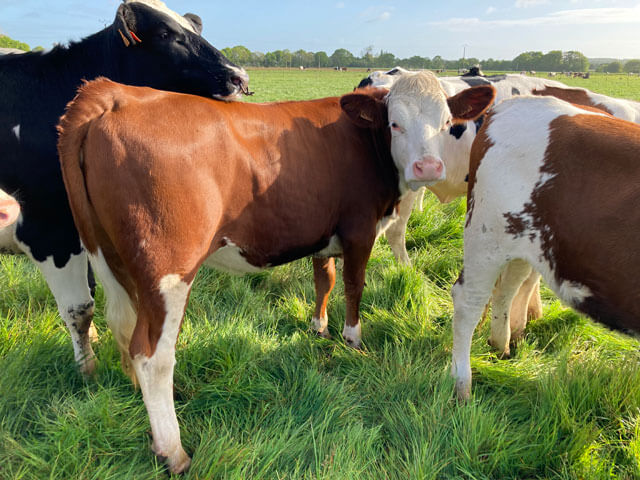Vaches dans champs Vaches, Bretagne