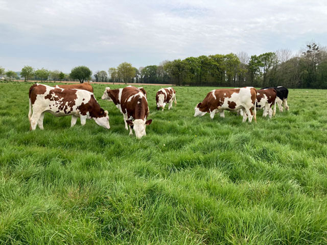 Vaches dans champs, Bretagne Vaches dans un champ